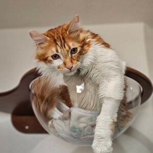 Custom Wooden Cat Furniture #22